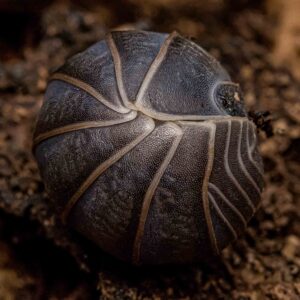 Armadillidium, Armadillo