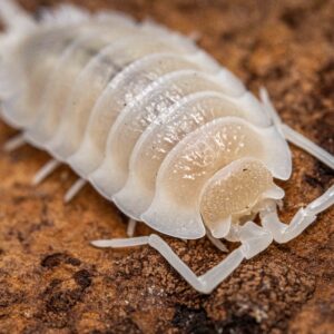 Porcellio
